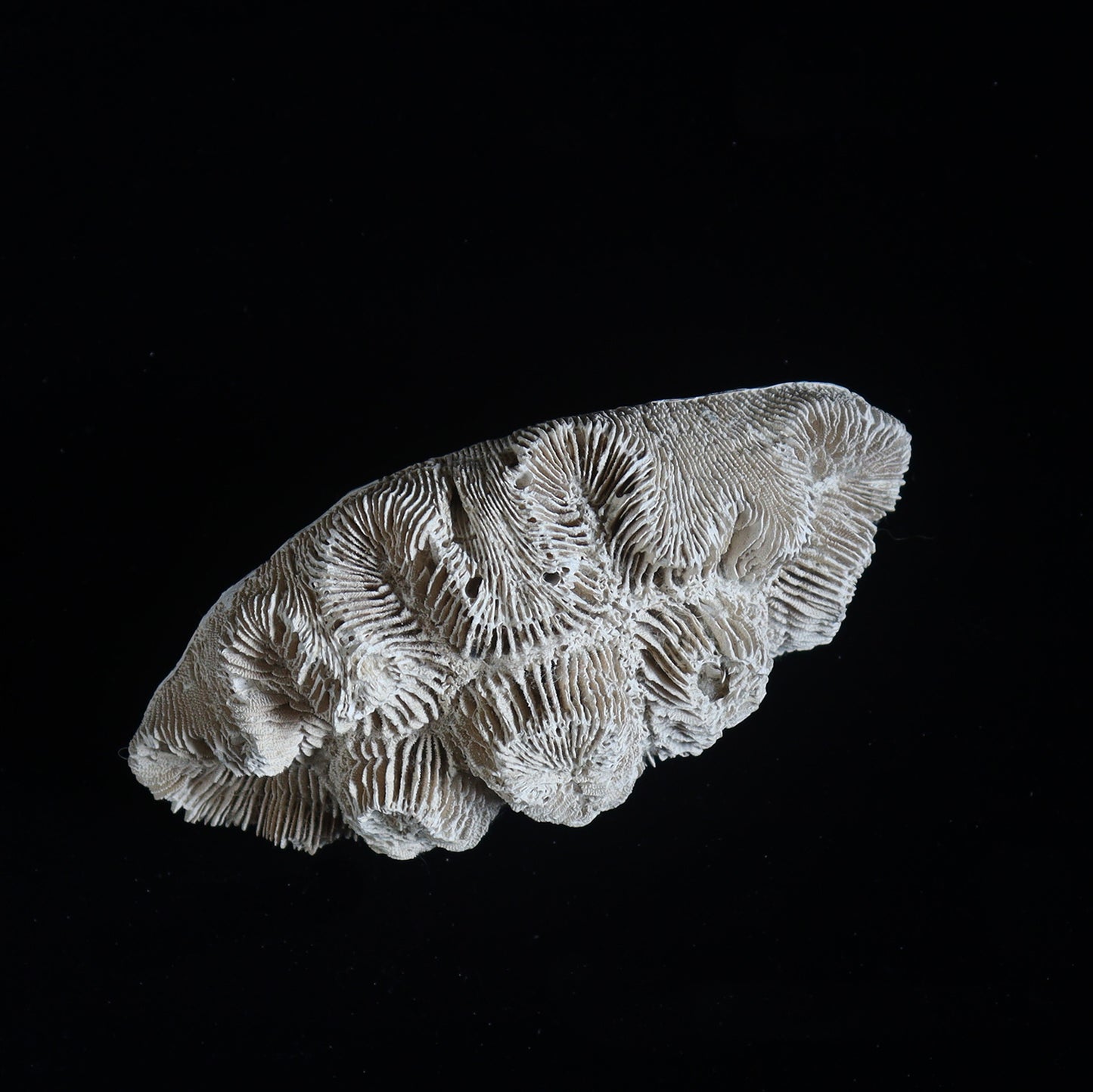 fossil coral #001