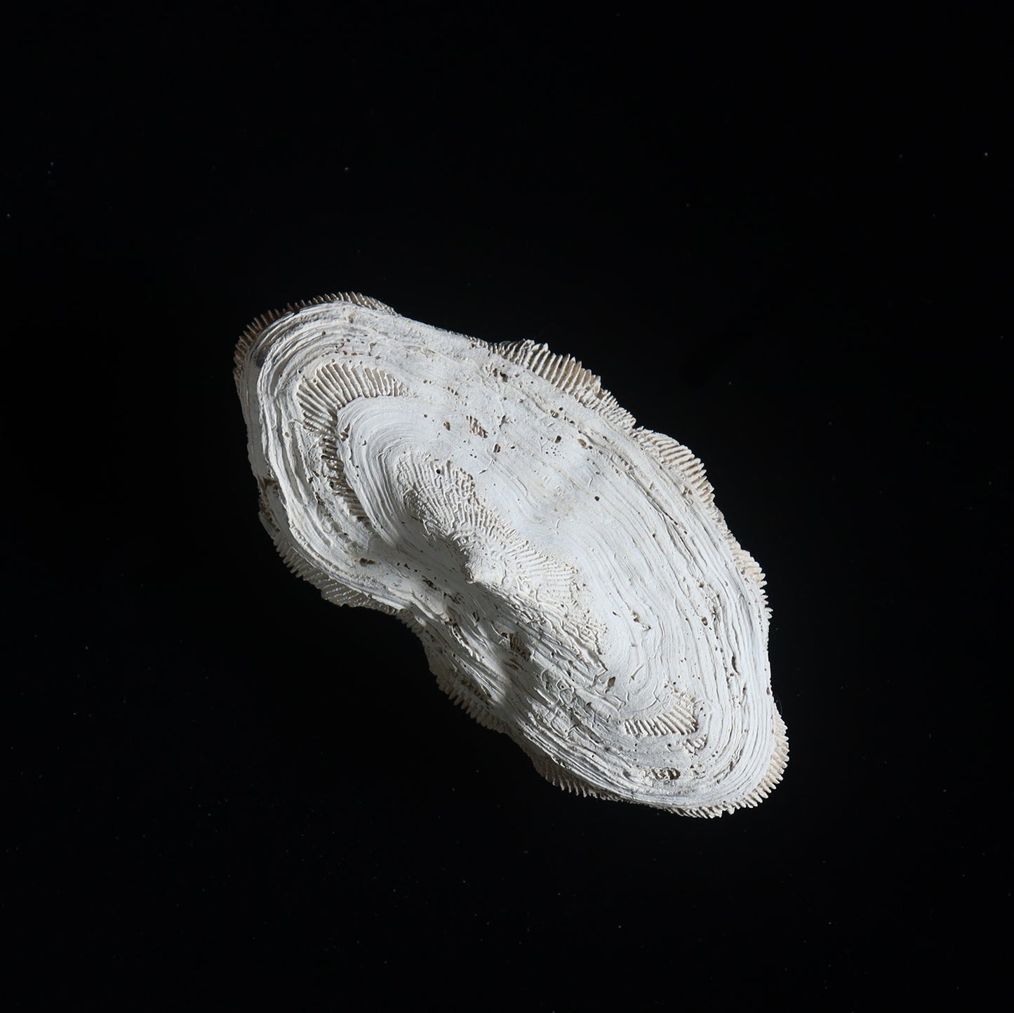 fossil coral #001