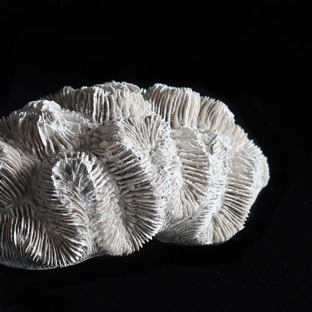 fossil coral #001