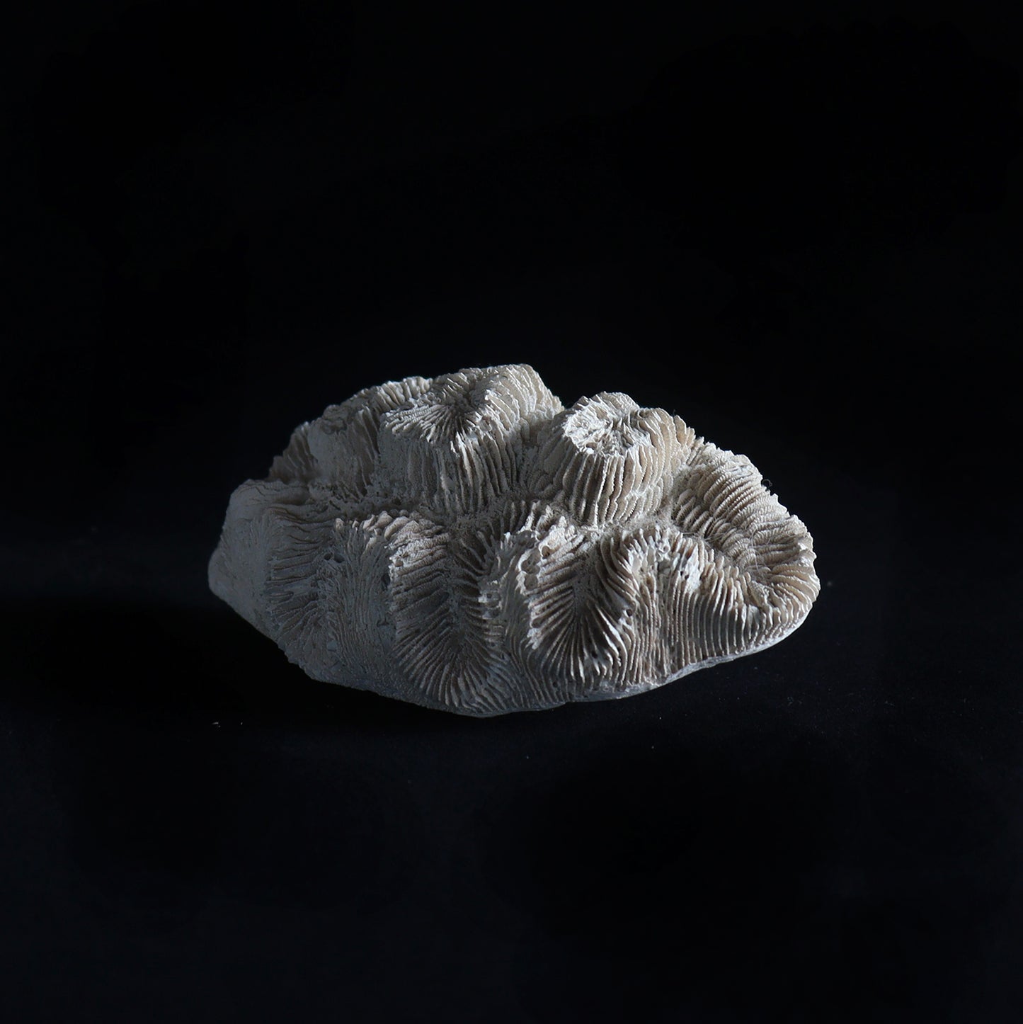 fossil coral #001