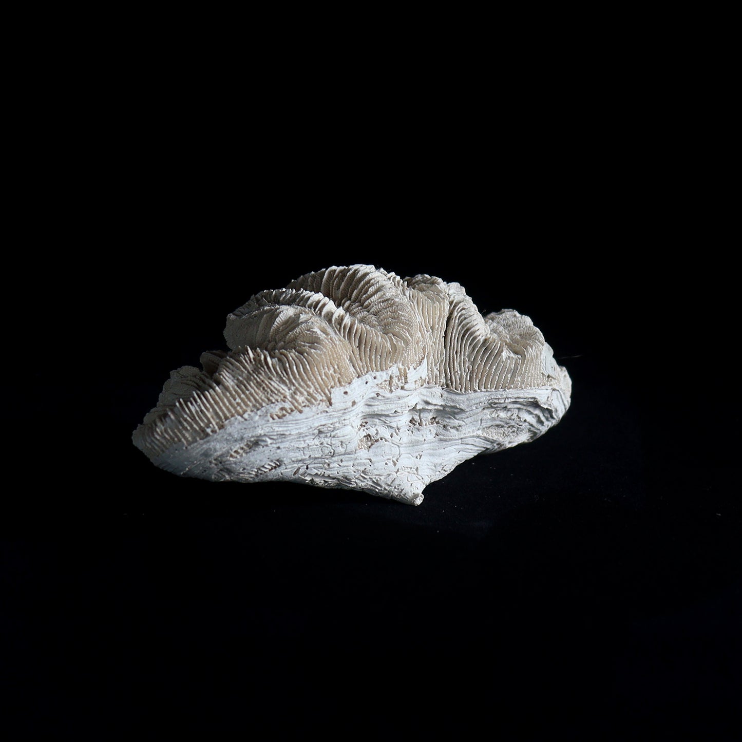 fossil coral #001