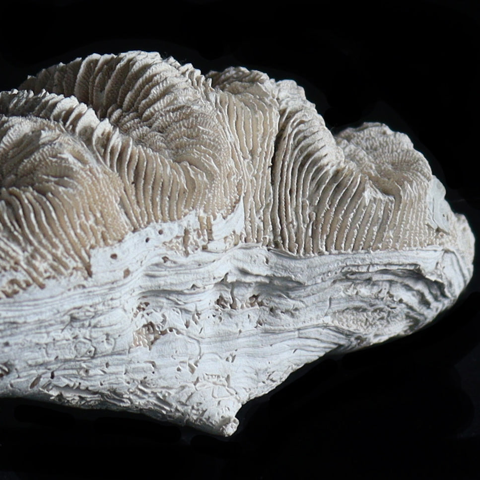 fossil coral #001