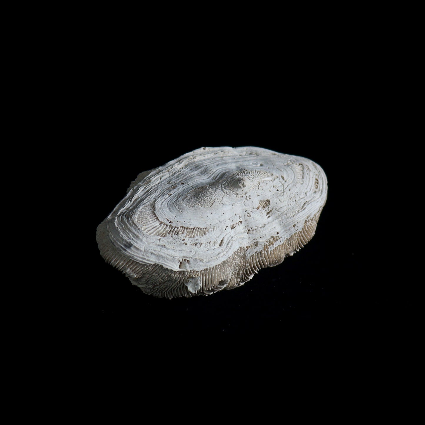fossil coral #001