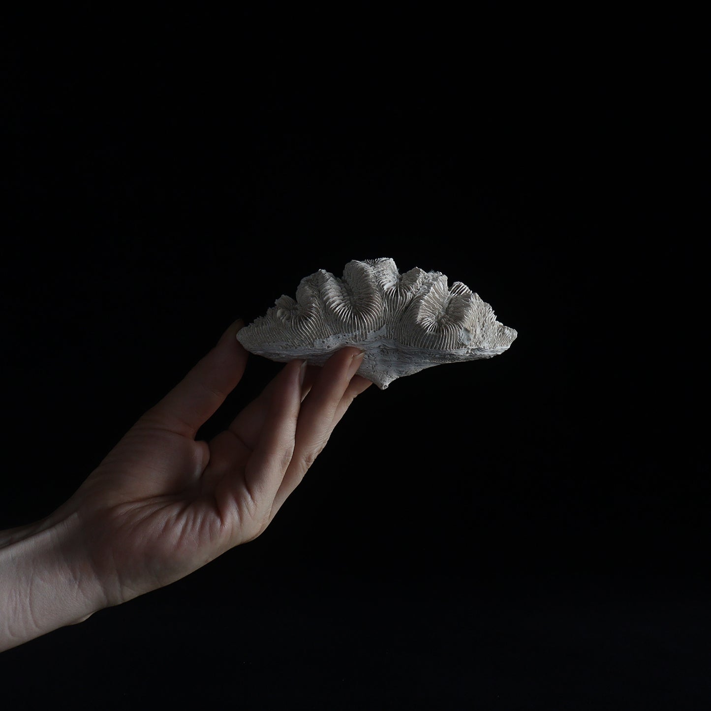 fossil coral #001