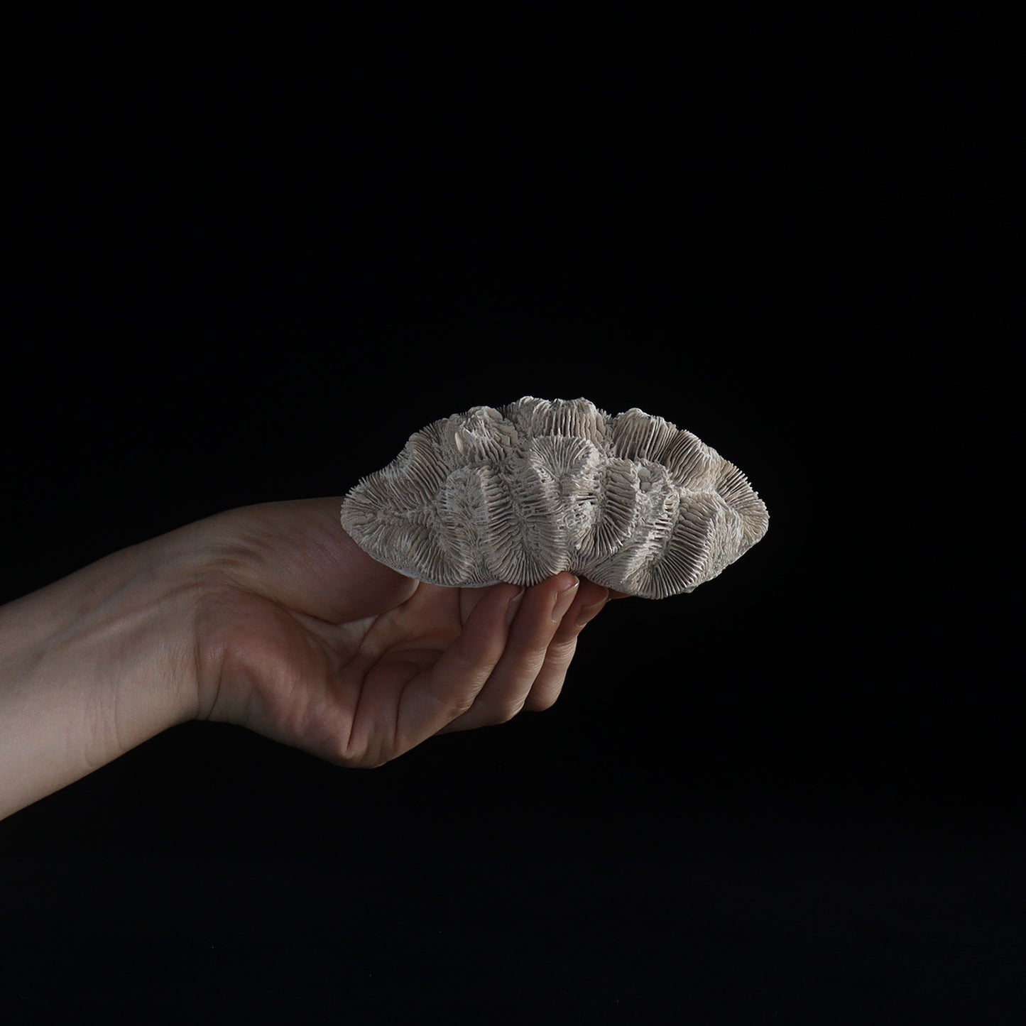fossil coral #001
