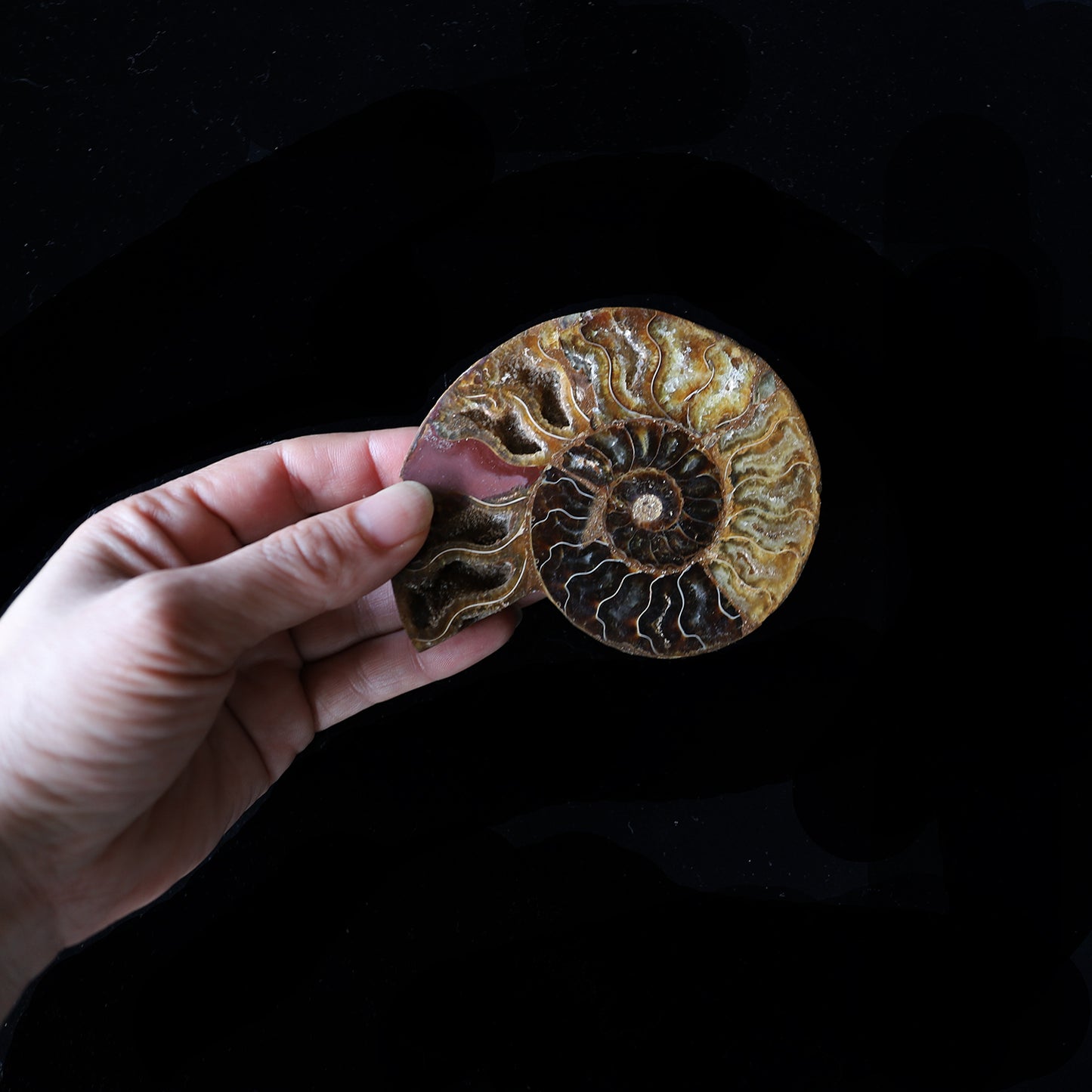 ammonite #002