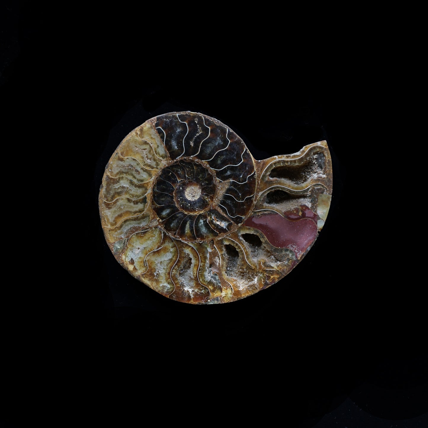 ammonite #002