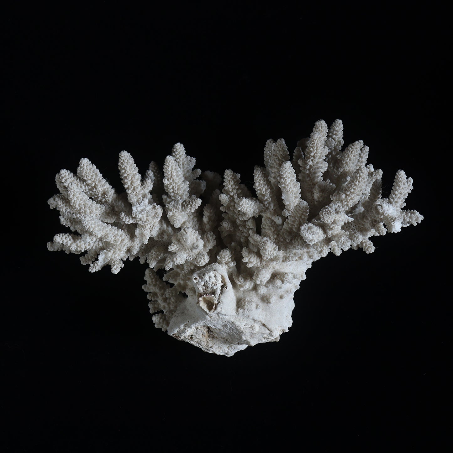 white coral  #002