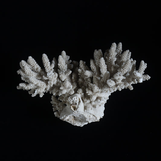 white coral  #002