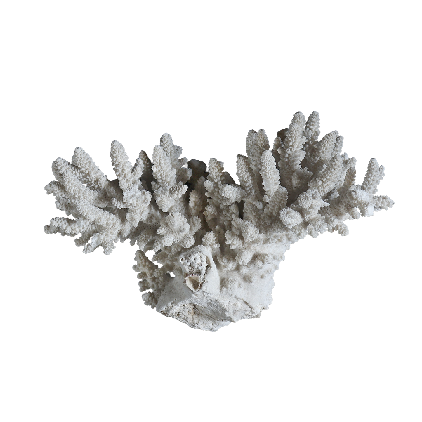 white coral  #002