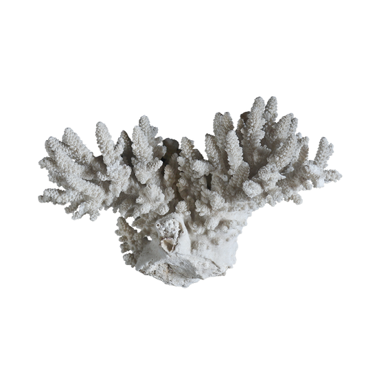 white coral  #002
