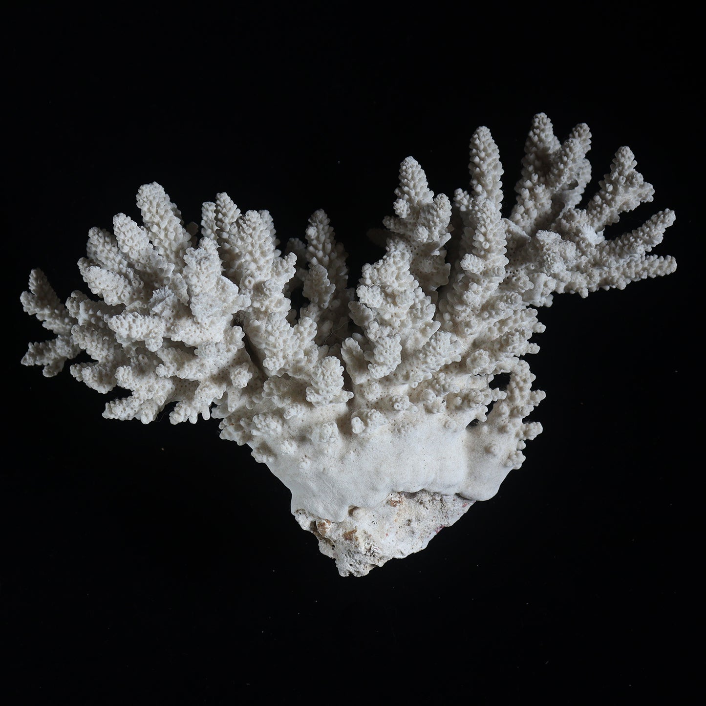 white coral  #002