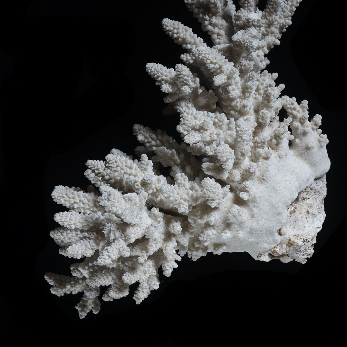 white coral  #002