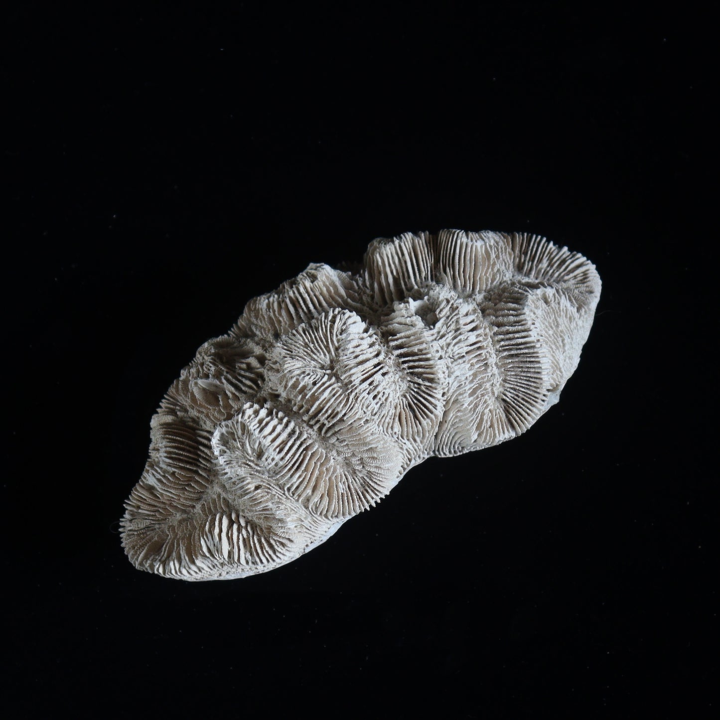 fossil coral  #001