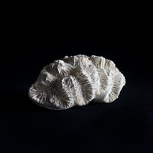 fossil coral  #001