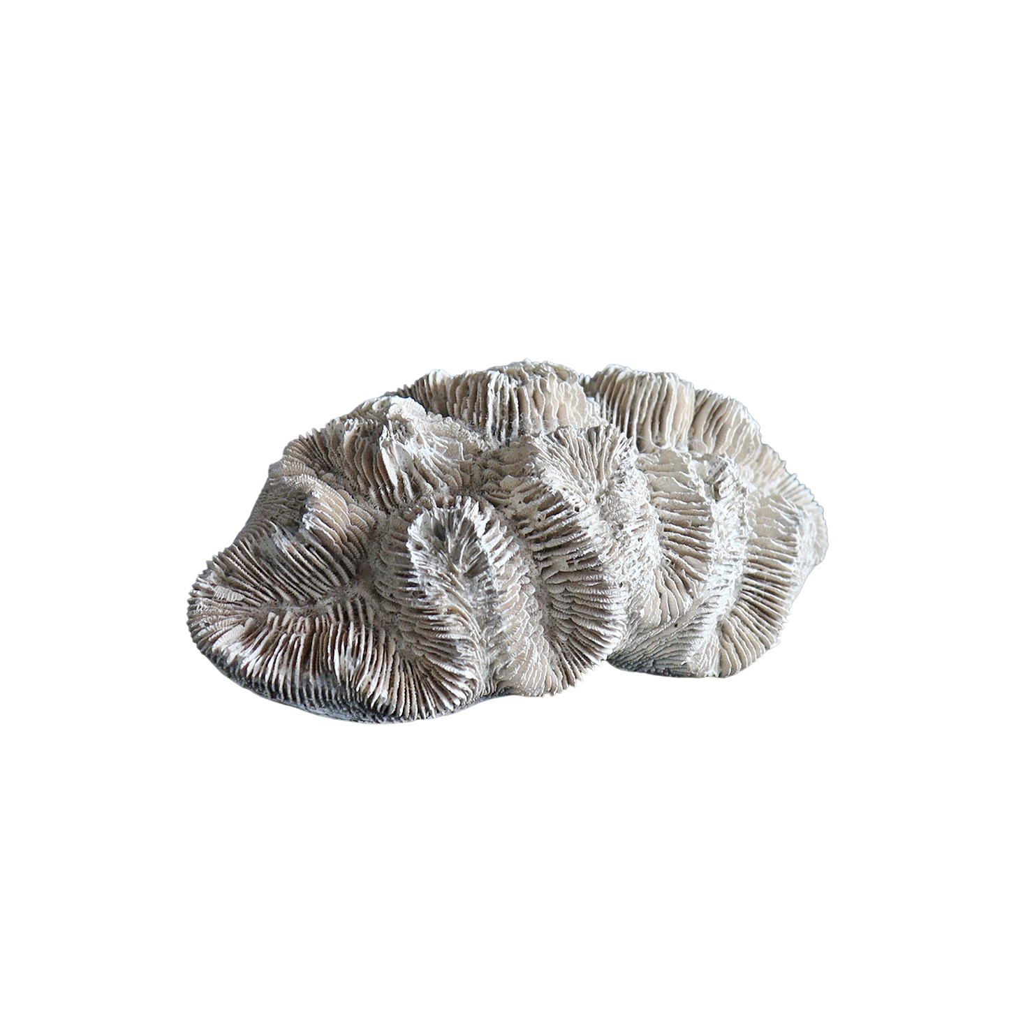 fossil coral  #001