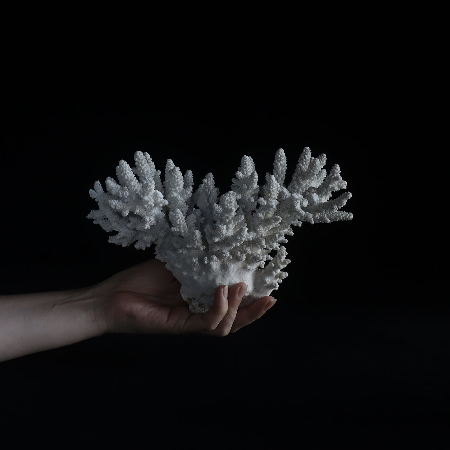 white coral  #002