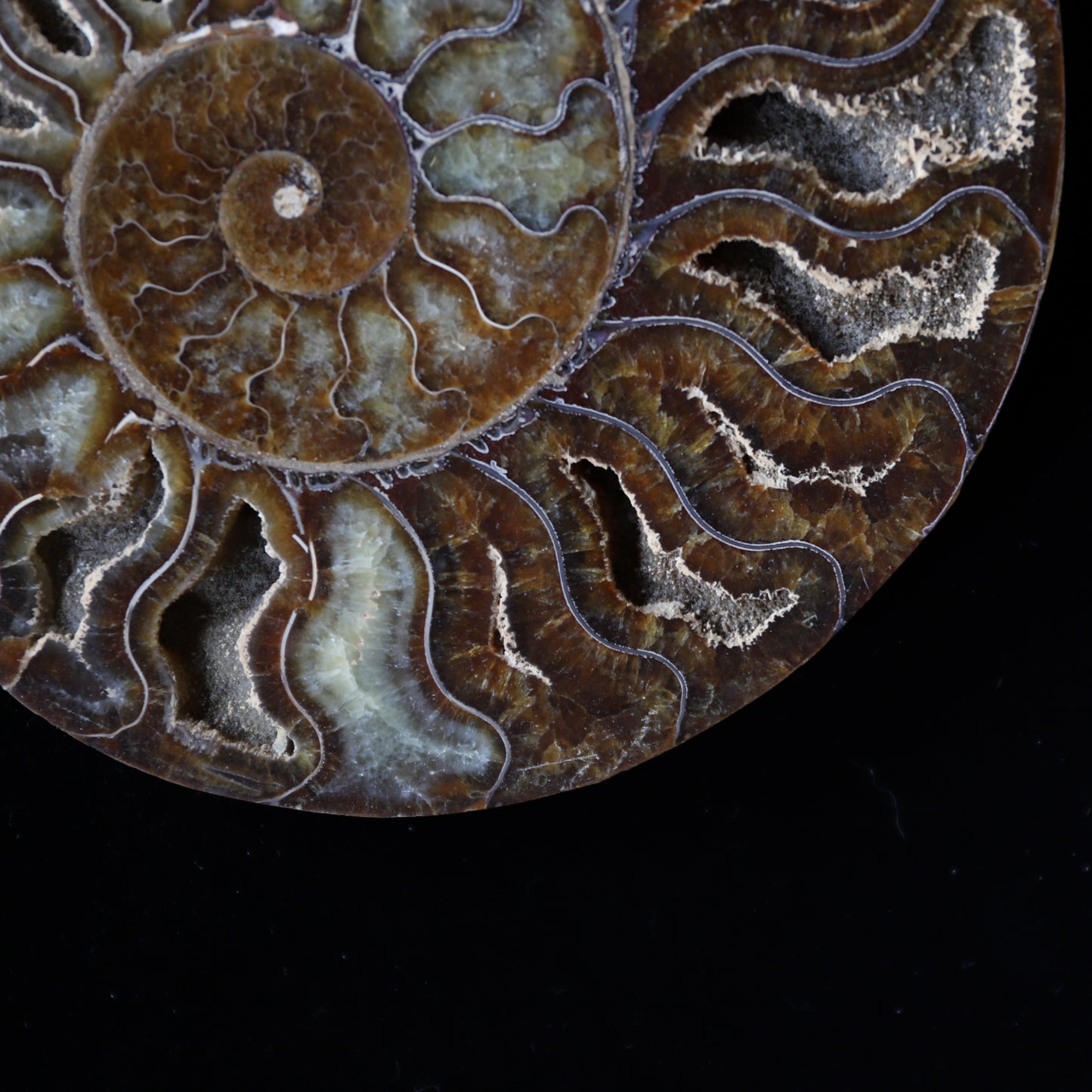 ammonite  #001
