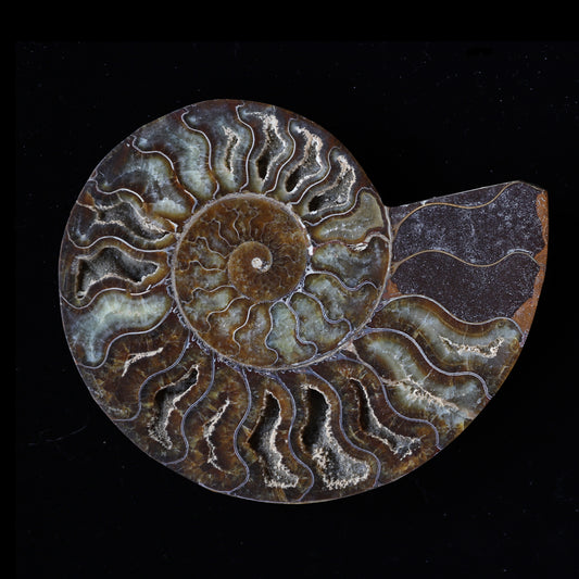 ammonite  #001