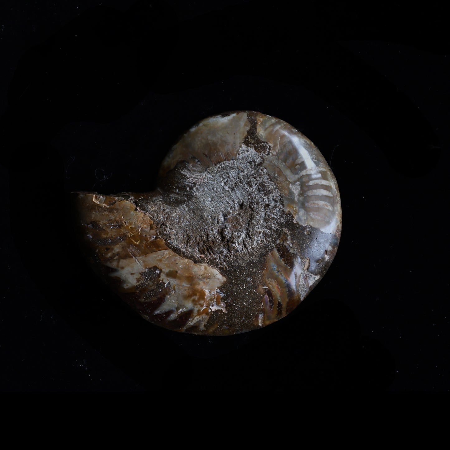 ammonite  #002